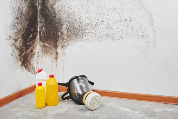 Best Commercial Mold Removal  in Brighton, TN