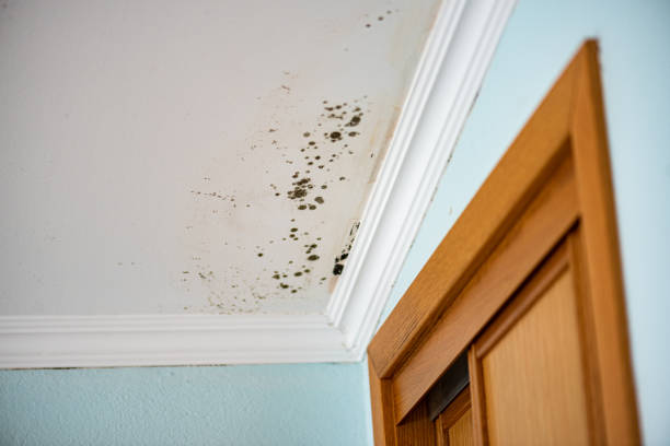 Best Local Mold Removal Service  in Brighton, TN