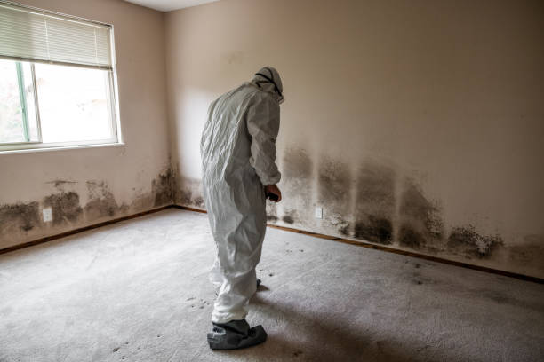 Best Attic Mold Removal  in Brighton, TN