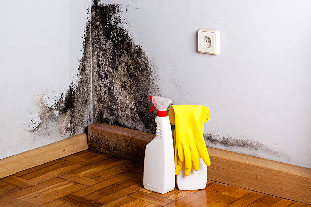 Best Residential Mold Removal  in Brighton, TN